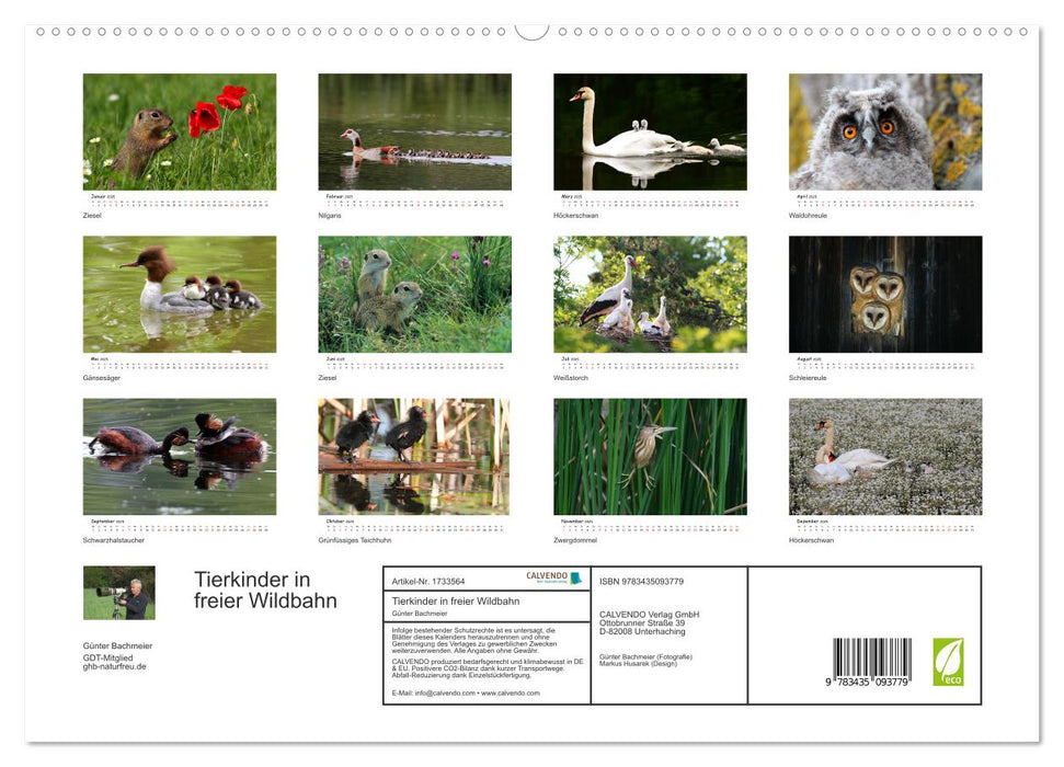 Tierkinder in freier Wildbahn (CALVENDO Premium Wandkalender 2025)