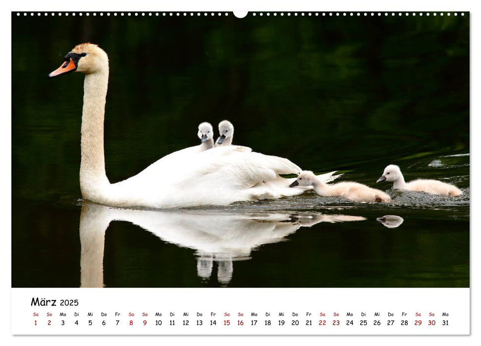 Tierkinder in freier Wildbahn (CALVENDO Premium Wandkalender 2025)