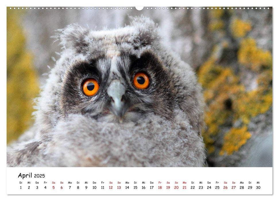 Tierkinder in freier Wildbahn (CALVENDO Premium Wandkalender 2025)