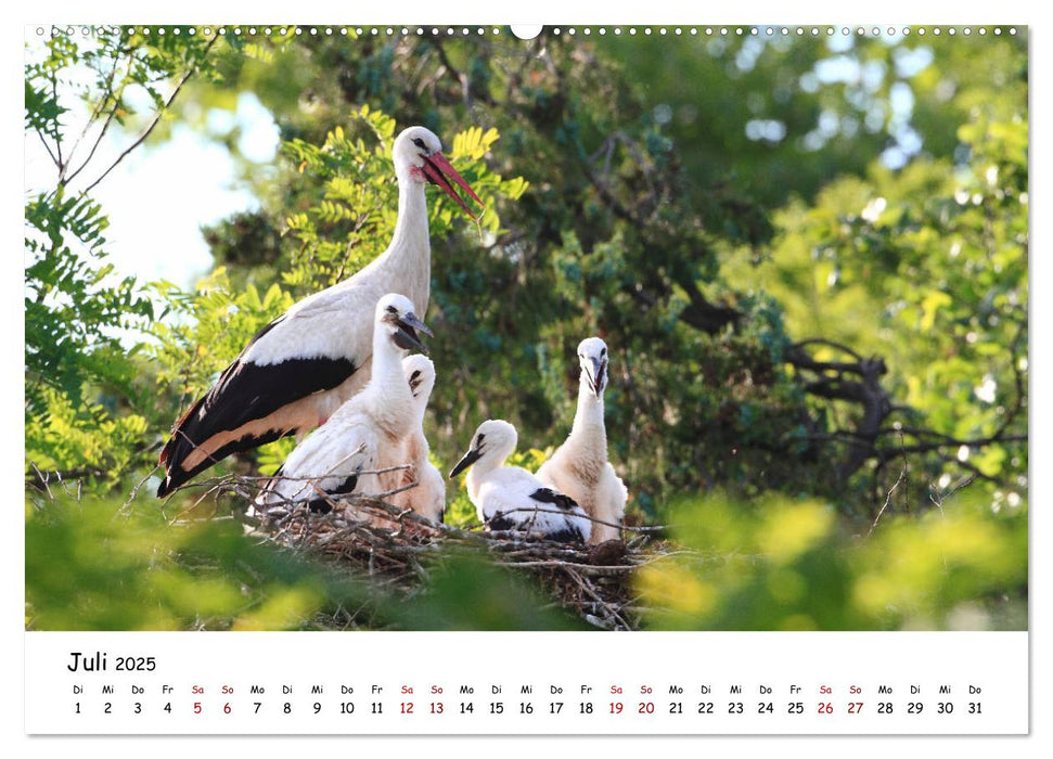 Tierkinder in freier Wildbahn (CALVENDO Premium Wandkalender 2025)