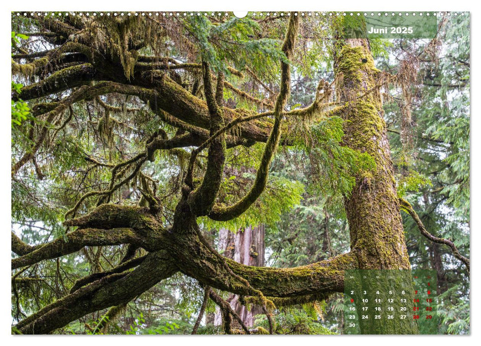 Sehnsucht Kanada - Wilde Pazifikküste und mystische Wälder (CALVENDO Wandkalender 2025)