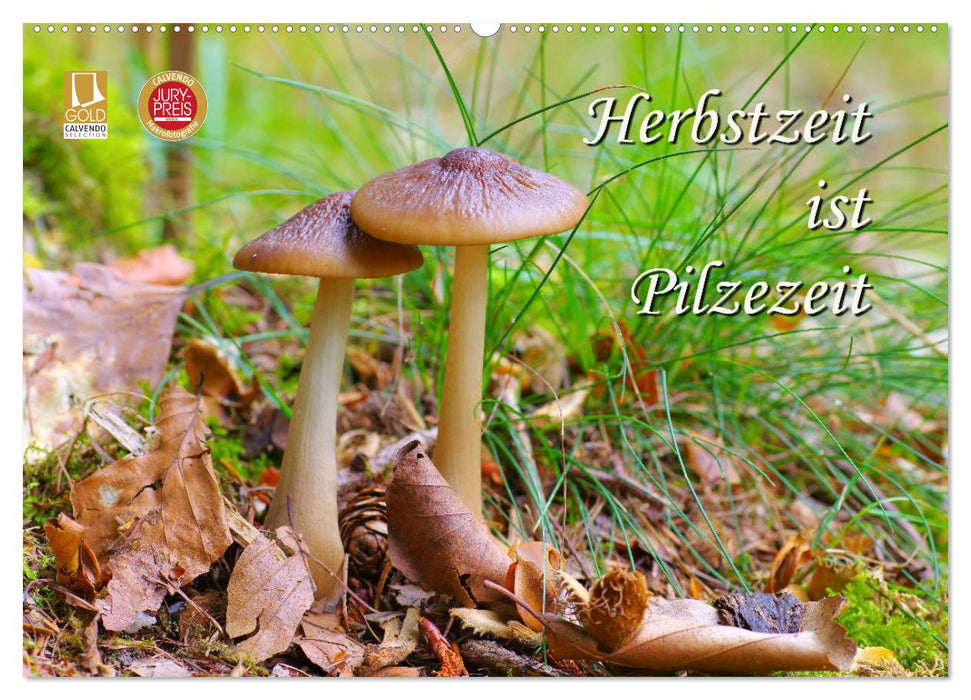 Herbstzeit ist Pilzezeit (CALVENDO Wandkalender 2025)