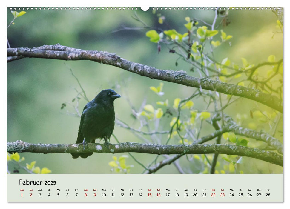 Waldbaden - Durch Achtsamkeit zu einer besseren Gesundheit (CALVENDO Wandkalender 2025)