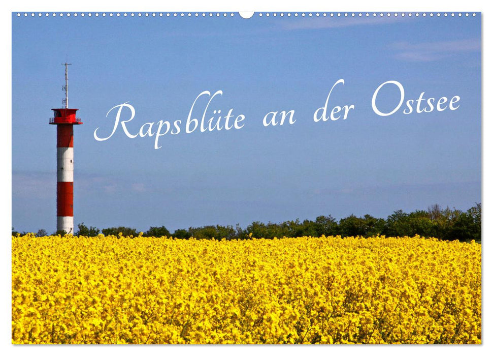 Rapsblüte an der Ostsee (CALVENDO Wandkalender 2025)