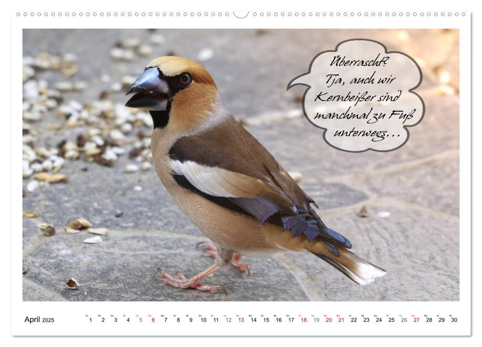 Vögel mit Humor (CALVENDO Premium Wandkalender 2025)