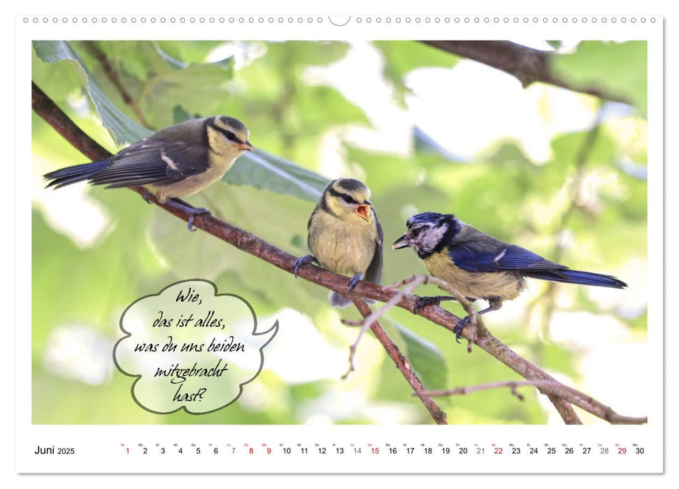 Vögel mit Humor (CALVENDO Premium Wandkalender 2025)