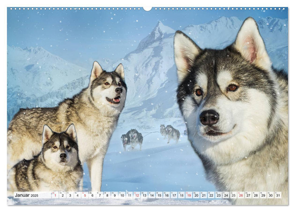 Hunde - Liebe auf vier Pfoten (CALVENDO Premium Wandkalender 2025)