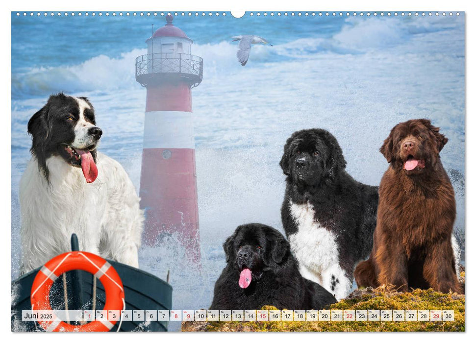 Hunde - Liebe auf vier Pfoten (CALVENDO Premium Wandkalender 2025)