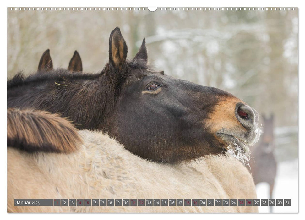 Das Gesicht der Pferde (CALVENDO Premium Wandkalender 2025)