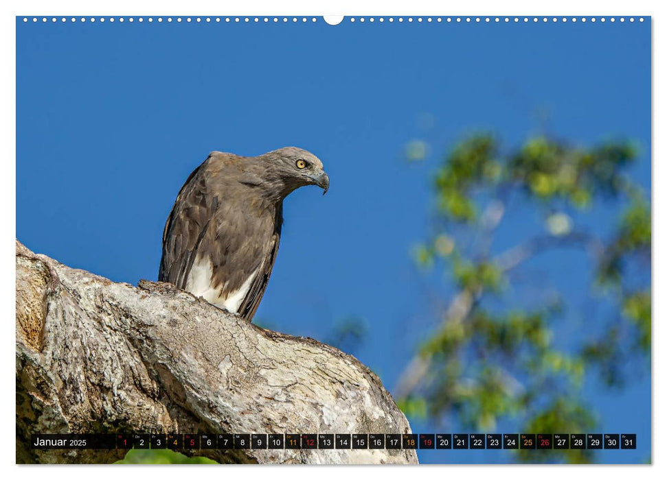 THAILANDS RAUBVÖGEL Exotische Greifvögel und Eulen (CALVENDO Premium Wandkalender 2025)