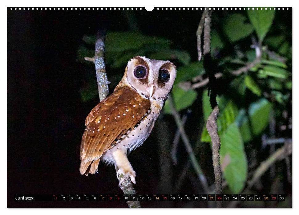 THAILANDS RAUBVÖGEL Exotische Greifvögel und Eulen (CALVENDO Premium Wandkalender 2025)