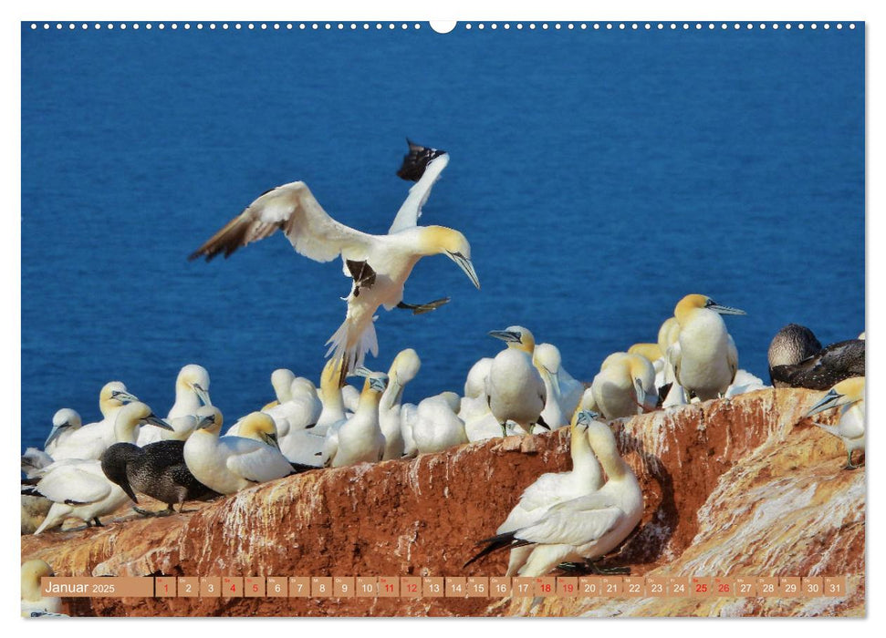 Vögel auf rotem Fels - Helgolands grandiose Vogelwelt (CALVENDO Premium Wandkalender 2025)