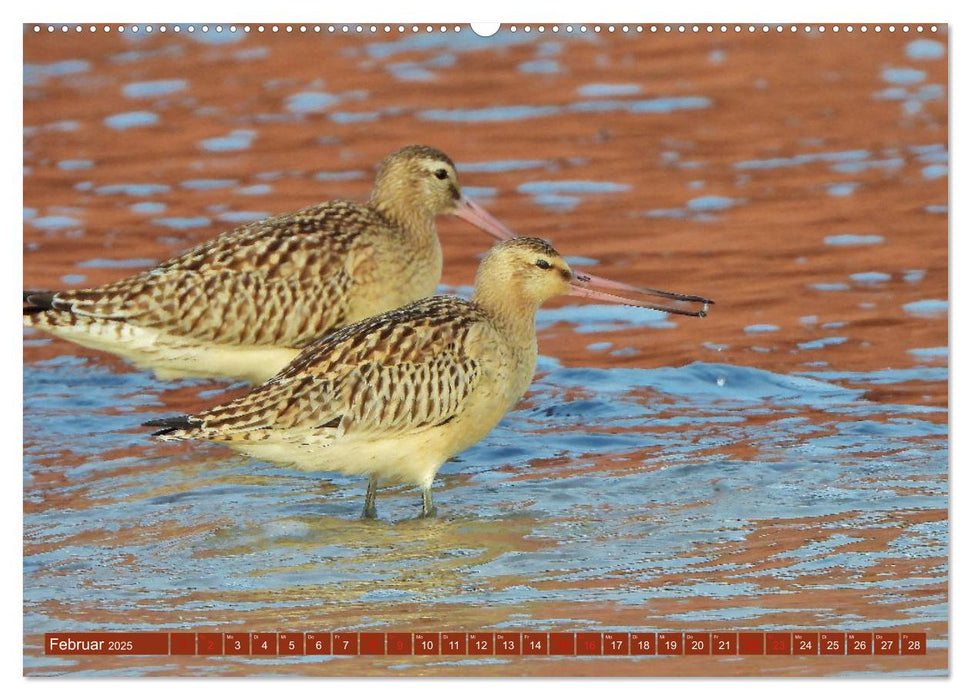 Vögel auf rotem Fels - Helgolands grandiose Vogelwelt (CALVENDO Premium Wandkalender 2025)