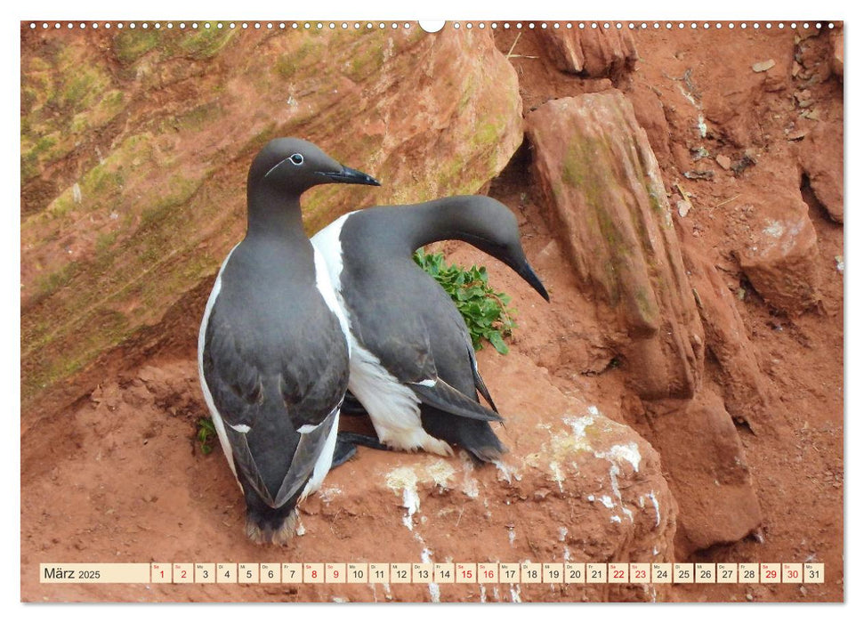 Vögel auf rotem Fels - Helgolands grandiose Vogelwelt (CALVENDO Premium Wandkalender 2025)