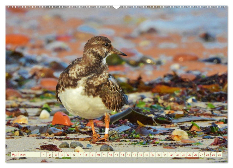 Vögel auf rotem Fels - Helgolands grandiose Vogelwelt (CALVENDO Premium Wandkalender 2025)