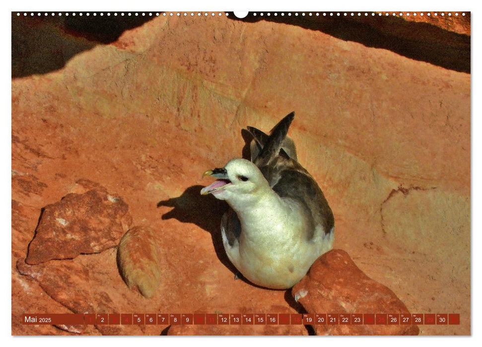 Vögel auf rotem Fels - Helgolands grandiose Vogelwelt (CALVENDO Premium Wandkalender 2025)