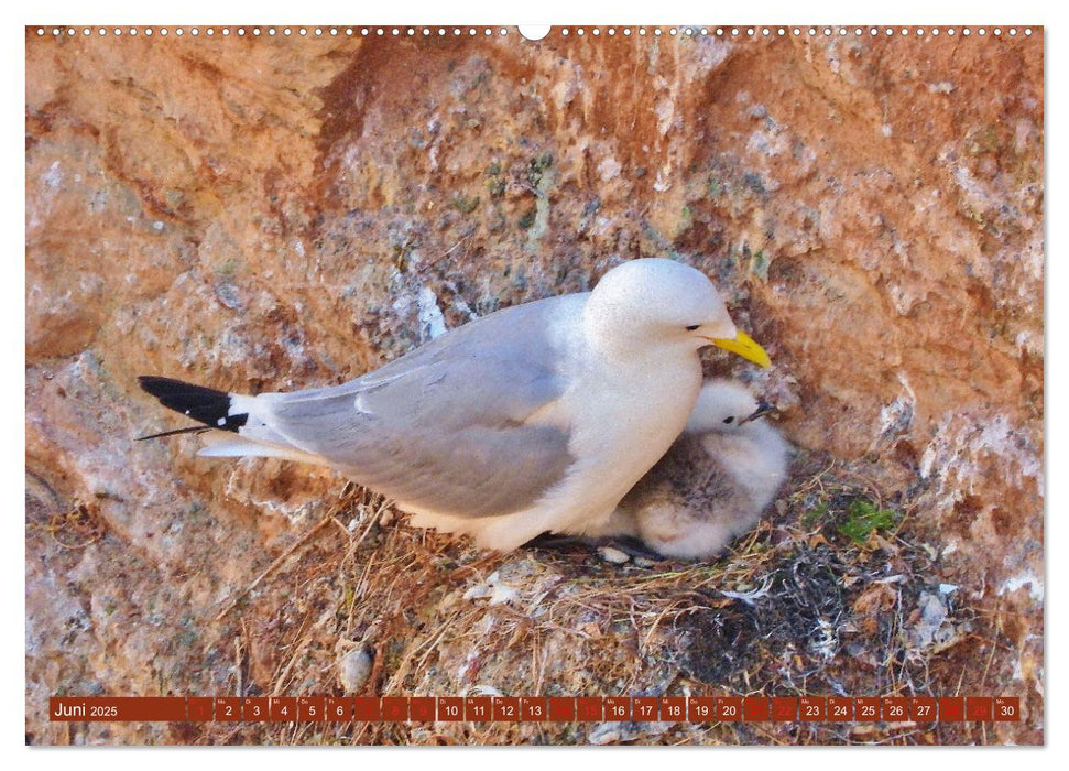 Vögel auf rotem Fels - Helgolands grandiose Vogelwelt (CALVENDO Premium Wandkalender 2025)