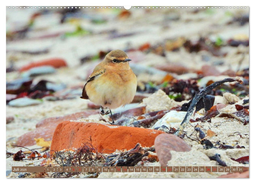 Vögel auf rotem Fels - Helgolands grandiose Vogelwelt (CALVENDO Premium Wandkalender 2025)