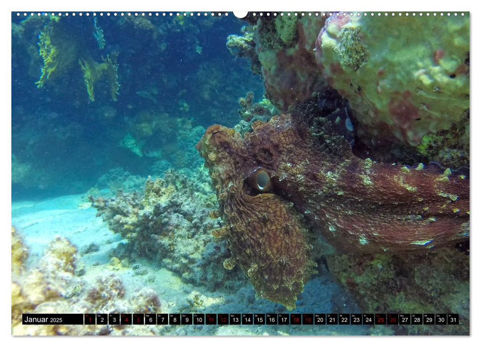 Naturwunder im Roten Meer (CALVENDO Wandkalender 2025)