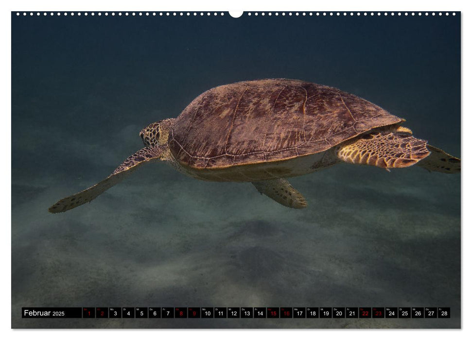 Naturwunder im Roten Meer (CALVENDO Wandkalender 2025)