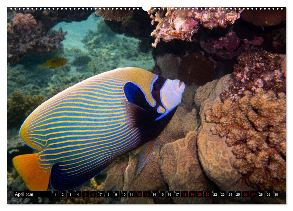 Naturwunder im Roten Meer (CALVENDO Wandkalender 2025)