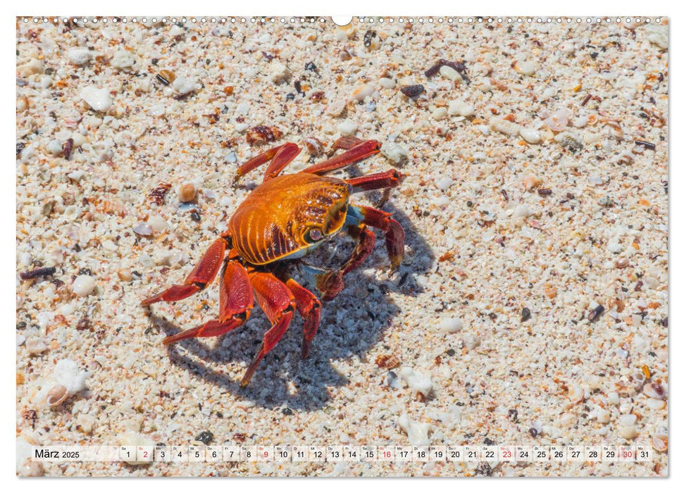 Die Galapagosinseln - Santa Cruz Island (CALVENDO Premium Wandkalender 2025)