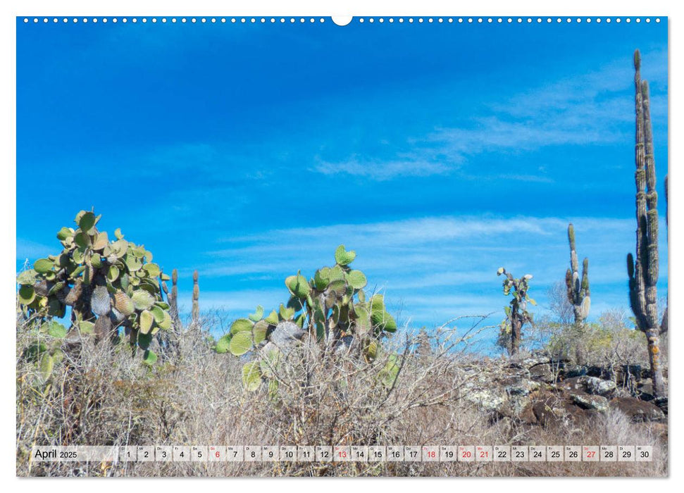 Die Galapagosinseln - Santa Cruz Island (CALVENDO Premium Wandkalender 2025)