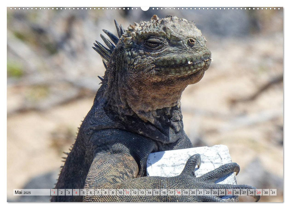 Die Galapagosinseln - Santa Cruz Island (CALVENDO Premium Wandkalender 2025)