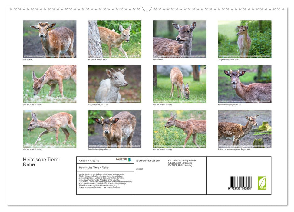 Heimische Tiere - Rehe (CALVENDO Premium Wandkalender 2025)