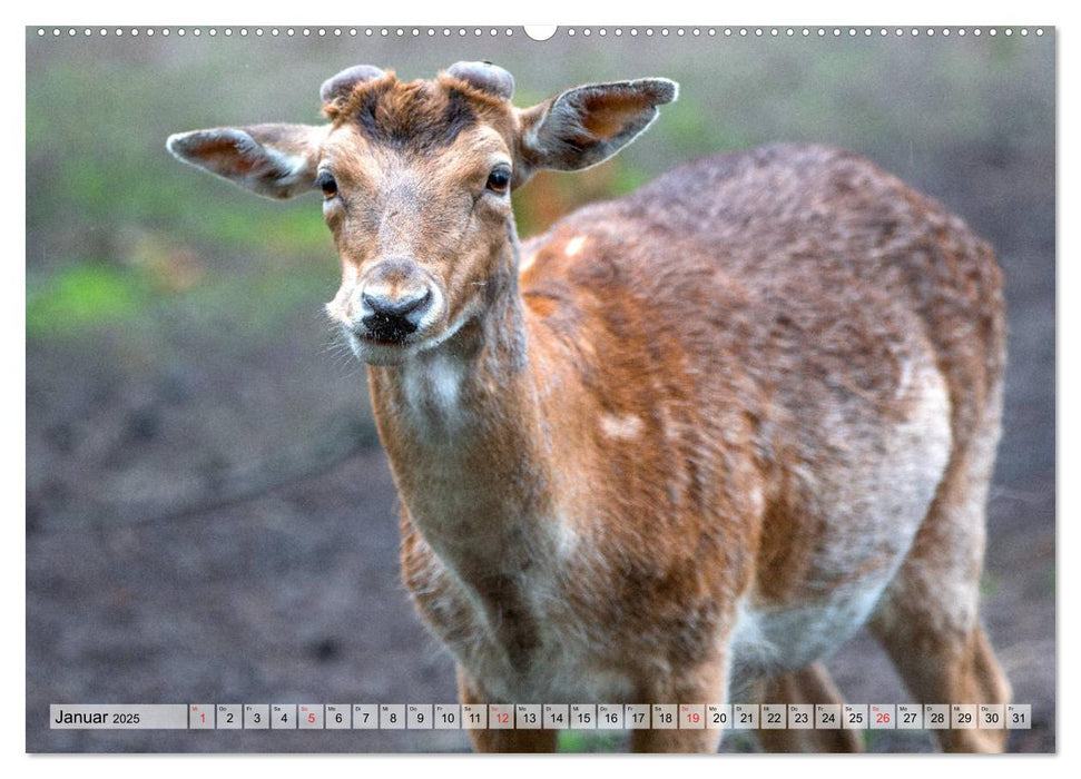 Heimische Tiere - Rehe (CALVENDO Premium Wandkalender 2025)