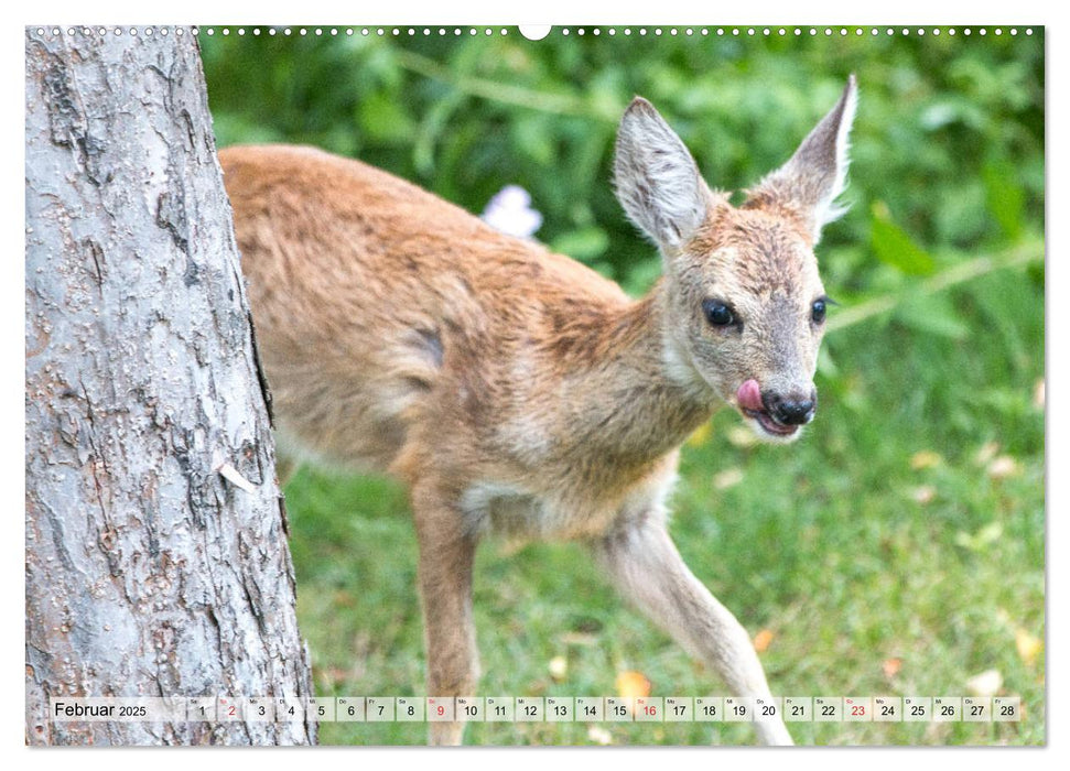 Heimische Tiere - Rehe (CALVENDO Premium Wandkalender 2025)