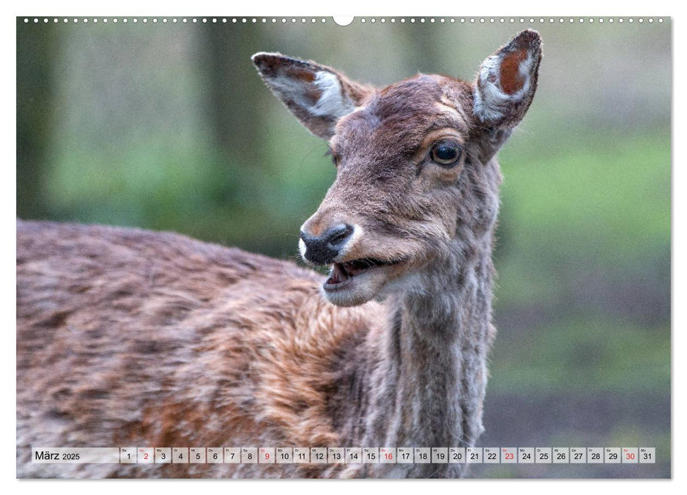 Heimische Tiere - Rehe (CALVENDO Premium Wandkalender 2025)