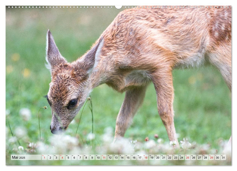 Heimische Tiere - Rehe (CALVENDO Premium Wandkalender 2025)