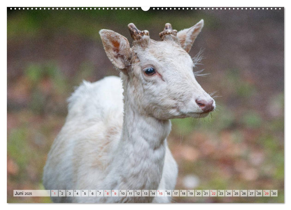 Heimische Tiere - Rehe (CALVENDO Premium Wandkalender 2025)