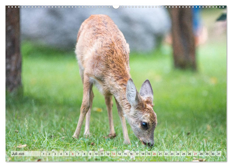 Heimische Tiere - Rehe (CALVENDO Premium Wandkalender 2025)