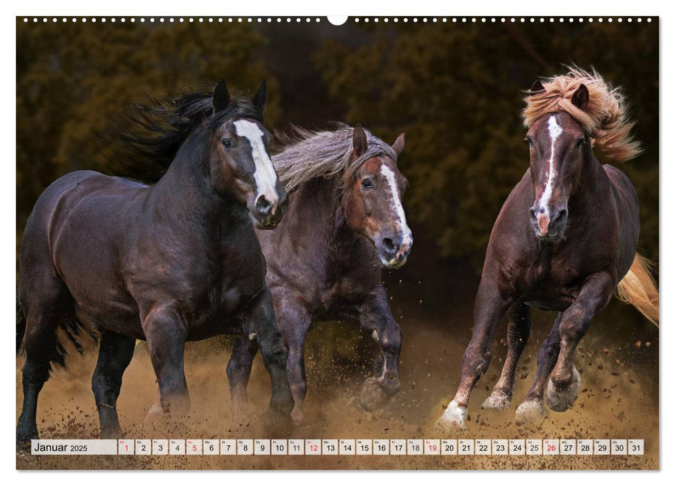 Ein Königreich für ein Pferd (CALVENDO Premium Wandkalender 2025)