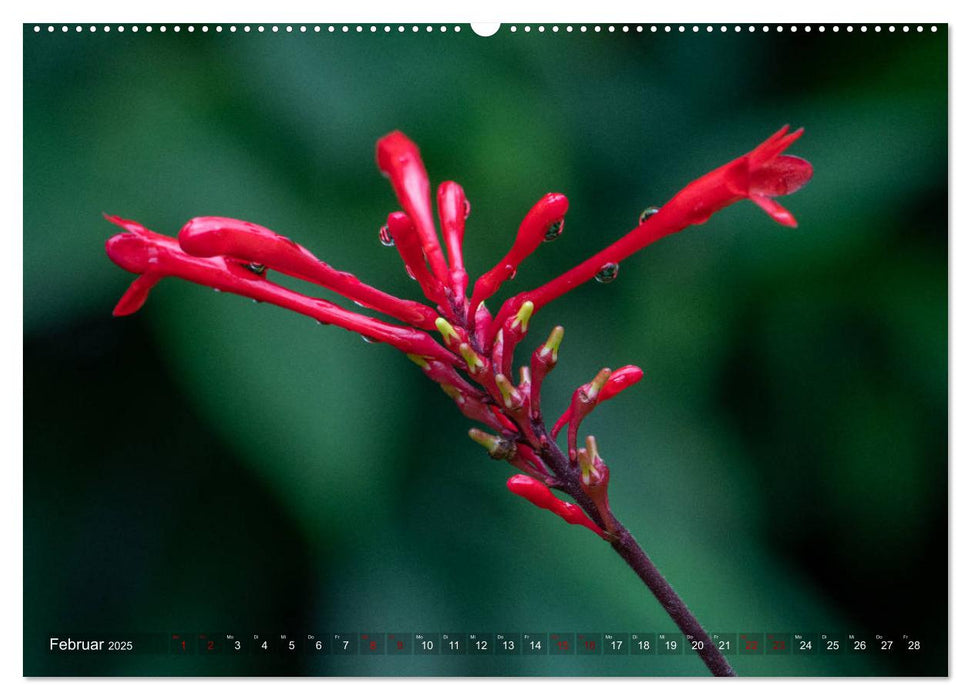 Traumwelt Costa Rica (CALVENDO Premium Wandkalender 2025)