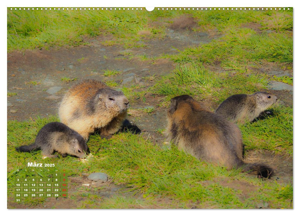 Großglockner, Alpen, Murmeltiere & mehr by VogtArt (CALVENDO Premium Wandkalender 2025)