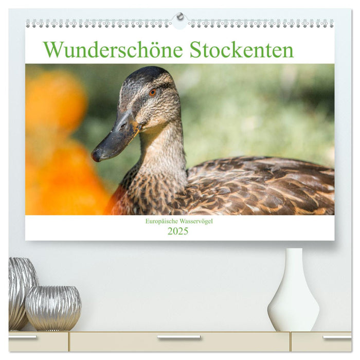 Wunderschöne Stockenten - Europäische Wasservögel (CALVENDO Premium Wandkalender 2025)