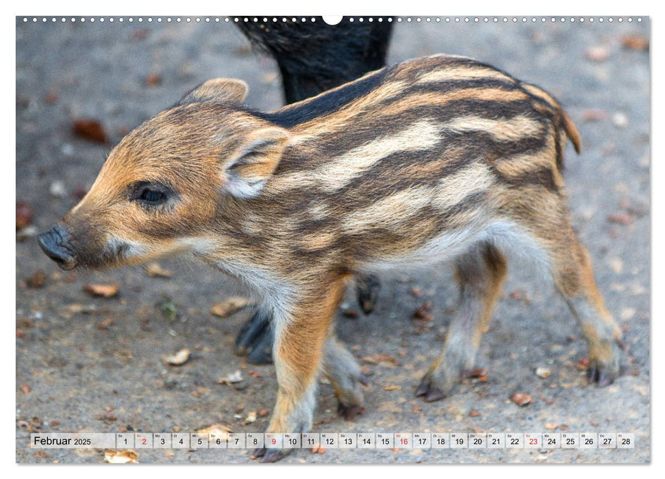 Heimische Tiere - Wildschweine (CALVENDO Premium Wandkalender 2025)