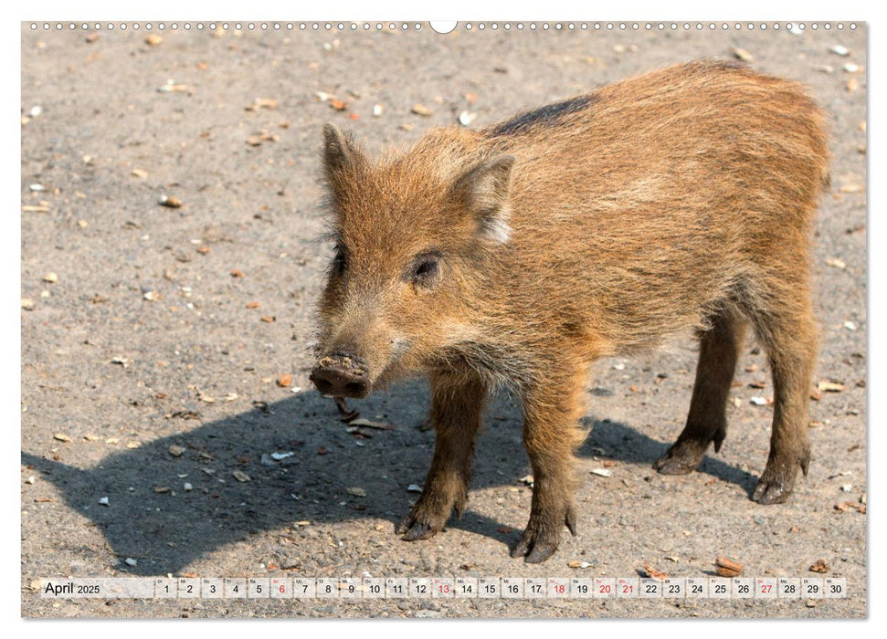 Heimische Tiere - Wildschweine (CALVENDO Premium Wandkalender 2025)