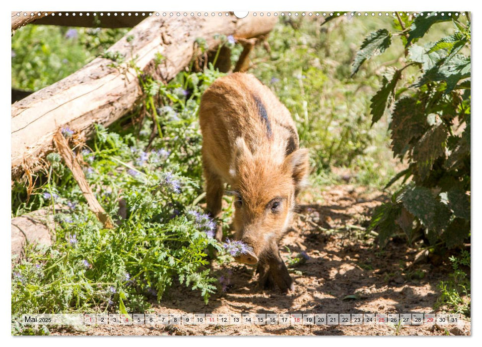 Heimische Tiere - Wildschweine (CALVENDO Premium Wandkalender 2025)