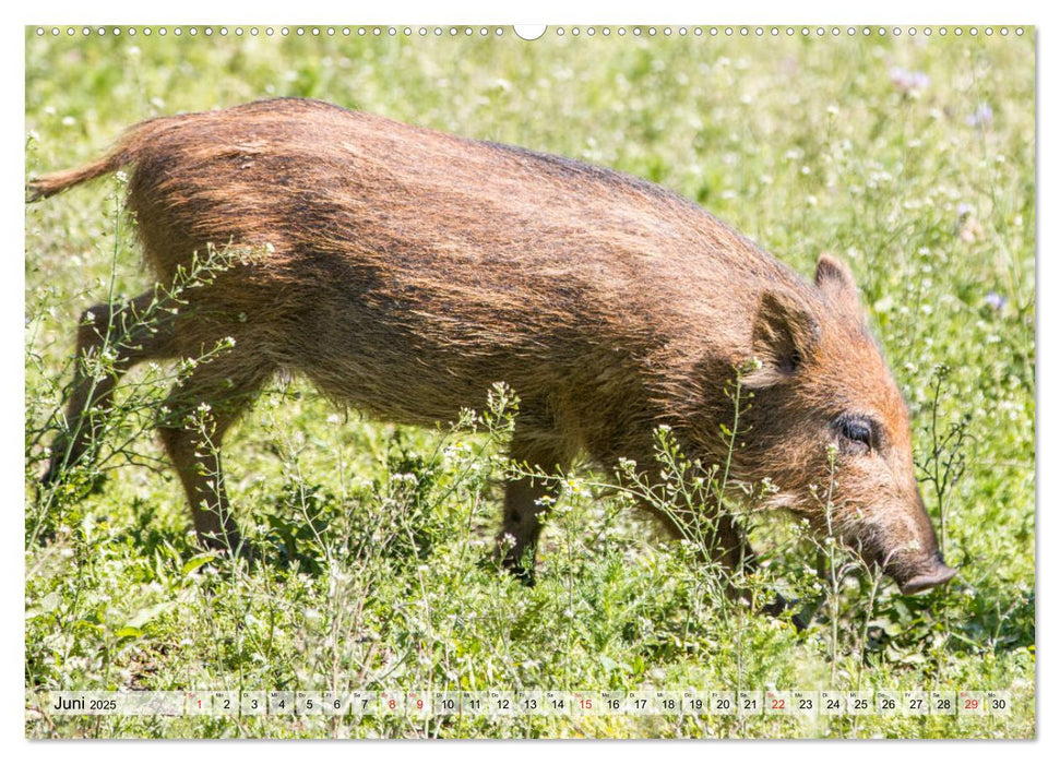 Heimische Tiere - Wildschweine (CALVENDO Premium Wandkalender 2025)