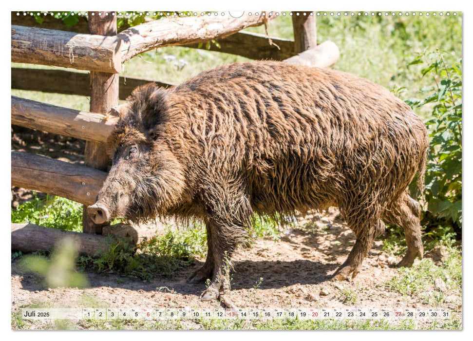 Heimische Tiere - Wildschweine (CALVENDO Premium Wandkalender 2025)