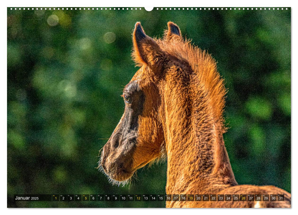 Baby-Fohlen: sonnige Impressionen (CALVENDO Premium Wandkalender 2025)