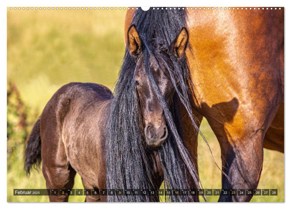 Baby-Fohlen: sonnige Impressionen (CALVENDO Premium Wandkalender 2025)