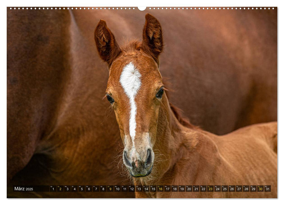 Baby-Fohlen: sonnige Impressionen (CALVENDO Premium Wandkalender 2025)