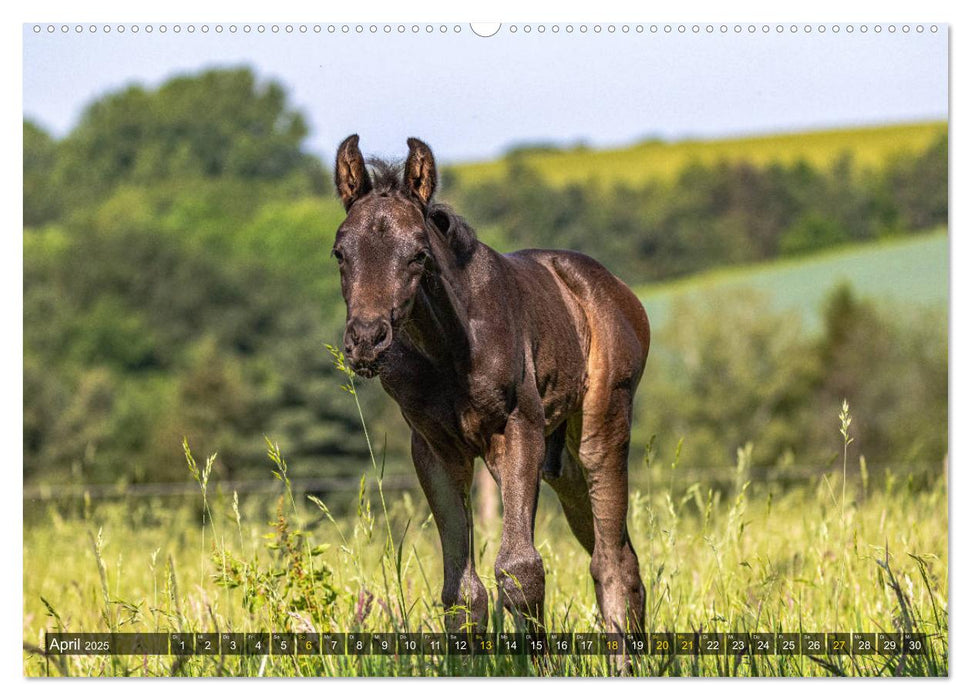 Baby-Fohlen: sonnige Impressionen (CALVENDO Premium Wandkalender 2025)