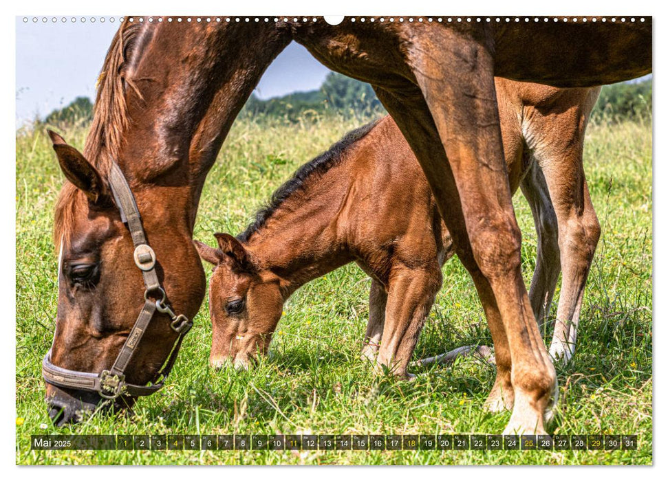 Baby-Fohlen: sonnige Impressionen (CALVENDO Premium Wandkalender 2025)