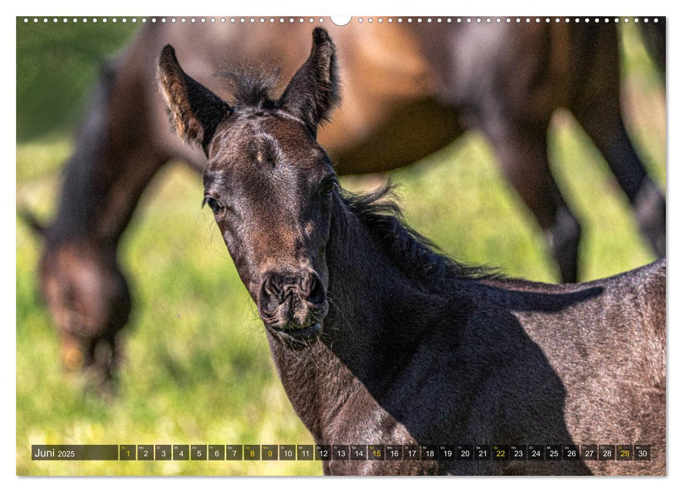 Baby-Fohlen: sonnige Impressionen (CALVENDO Premium Wandkalender 2025)